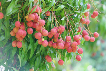 Fresh ripe lychee fruits hanging on lychee tree in plantation garden. Tropical summer fruit in Thailand.Copy space for text.