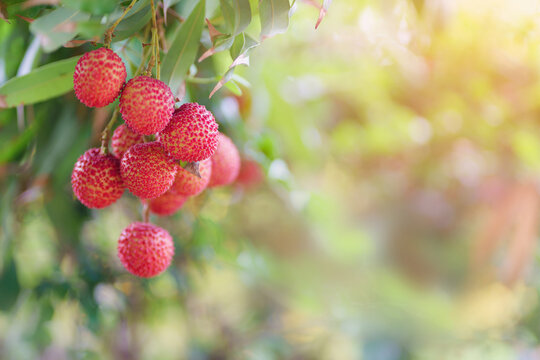Fresh ripe lychee fruits hanging on lychee tree in plantation garden. Tropical summer fruit in Thailand.Copy space for text.