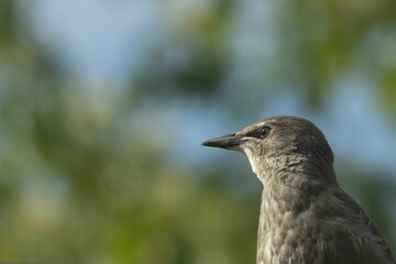 Closeup of fledgling Starling on right with copy space against blurred woodland