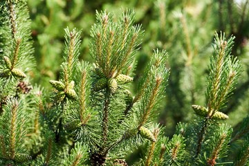 Closeup of Pinus mugo, mountain pine conifer cones