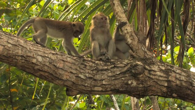 The crab-eating macaque, long-tailed macaque, Macaca fascicularis group sit and moves and jump horizontally across branches. Ujung kulon, Panaitan, Java, Indonesia.
