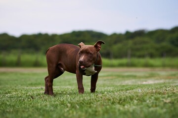 Fototapeta na wymiar Brown pit bull standing on a green field.