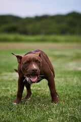 Vertical of a brown pit bull eating a bird in a field.