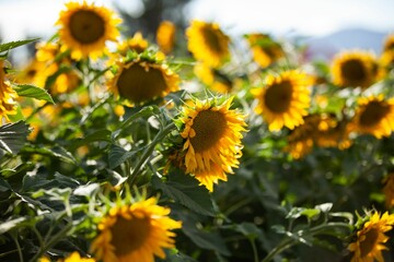 Closeup shot of common sunflowers growing in the field