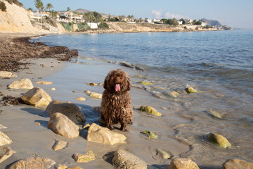 Spanish Water Dog on Almadrava Beach; El Campello; Alicante; Spain - 592233263