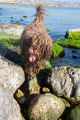 Spanish Water Dog in Rocks on El Campello Beach, Alicante; Spain - 592233485