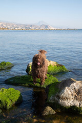 Spanish Water Dog in Sea on El Campello Beach, Alicante; Spain