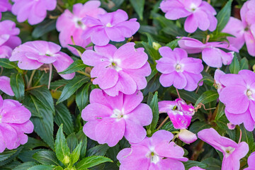 light pink new guinea impatiens or impatiens hawkeri flower in the garden, close-up taken straight from above