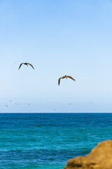 Fototapeta na wymiar pelicans flying over the sea