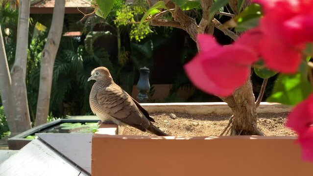 Taube in einer Hotelanlage in Aua Hin in Thailand