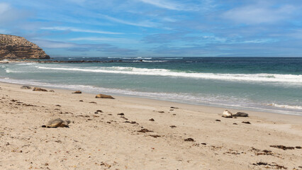 Seelöwen am Strand des Seal Bay Conservation Parks auf Kangaroo Island