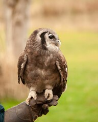 Vertical of a Milky Eagle Owl,Verreaux's Eagle Owl perched on a falconer's glove