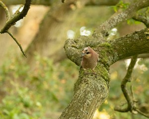 Fototapeta premium Little Jay, Garrulus glandarius spotted perched on a mossy Oak tree in woodland