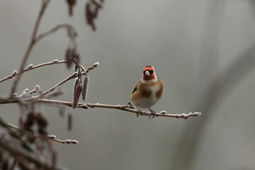 Goldfinch, Carduelis carduelis perched on a frosty branch with natural winter background