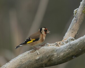 Closeup shot of a cute Goldfinch perched on the frosty tree branch