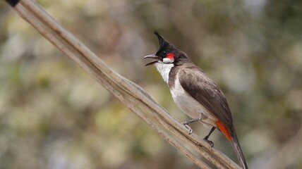 Selective focus shot of a red-whiskered bulbul bird perched on a wire