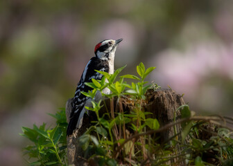 woodpecker in sidelight