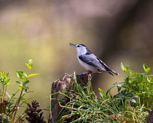 nuthatch in sidelight