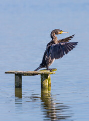 Cormorant conductor