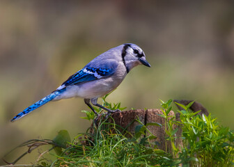 blue jay