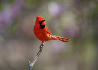 red cardinal