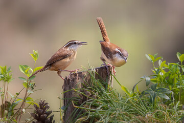 two carolina wrens
