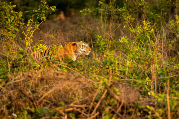 wild male bengal tiger or panthera tigris stalking his prey in golden hour winter evening light at grassland of dhikala zone of jim corbett national park forest tiger reserve uttarakhand india asia