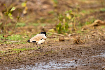 Near threatned bird river lapwing or Vanellus duvaucelii bird closeup or portrait at dhikala zone of jim corbett national park or forest reserve uttarakhand india