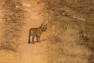 wild bengal tiger or panthera tigris cute little bold tiny cub closeup alone without mother with eye contact on road in safari at bandhavgarh national park forest tiger reserve madhya pradesh india