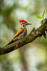 Himalayan flameback or goldenback woodpecker or three toed woodpecker or Dinopium shorii male bird perch in natural scenic green background pilibhit national park uttar pradesh india asia