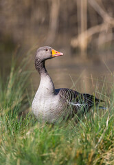 Greylag goose