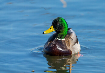 Mallard