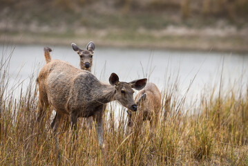 alert female sambar deer or rusa unicolor side profile closeup with family in background in natural habitat at kanha national park forest or tiger reserve madhya pradesh india asia