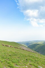 Flock of sheep in the meadow in Armenia with the Mount Aragats in the background