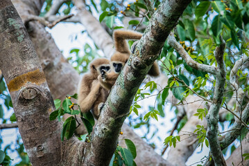 Obraz premium White Handed Gibbon, Lar Gibbon