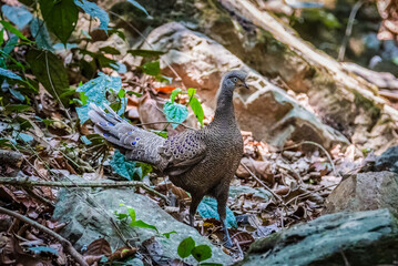 Bird, Grey Peacock-Pheasant ( Polyplectron bicalcaratum ), Birds on ground