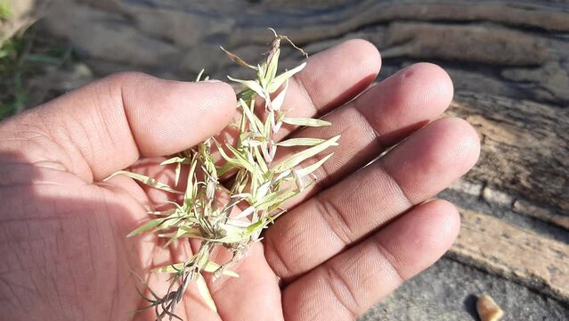 White Cynodon dactylon grass. Its  other names Bermuda, Dhoob, durva, ethana , dubo, dog's tooth ,Bahama , devil's grass, couch grass, Indian doab, arugampul, grama, wiregrass and scutch grass.
