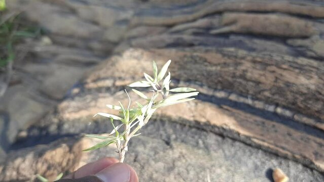 White Cynodon dactylon grass. Its  other names Bermuda,&nbsp;Dhoob,&nbsp;durva,&nbsp;ethana ,&nbsp;dubo,&nbsp;dog's tooth ,Bahama ,&nbsp;devil's grass,&nbsp;couch grass,&nbsp;Indian&nbsp;doab,&nbsp;arugampul,&nbsp;grama,&nbsp;wiregrass&nbsp;and&nbsp;scutch grass.