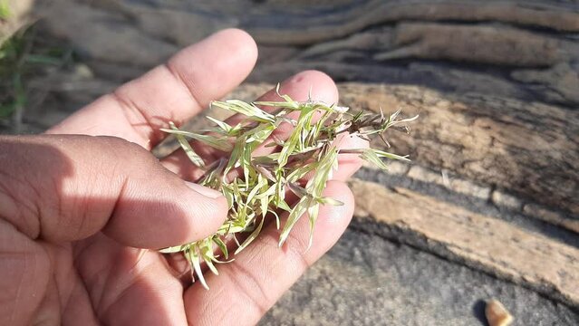 White Cynodon dactylon grass. Its  other names Bermuda, Dhoob, durva, ethana , dubo, dog's tooth ,Bahama , devil's grass, couch grass, Indian doab, arugampul, grama, wiregrass and scutch grass.
