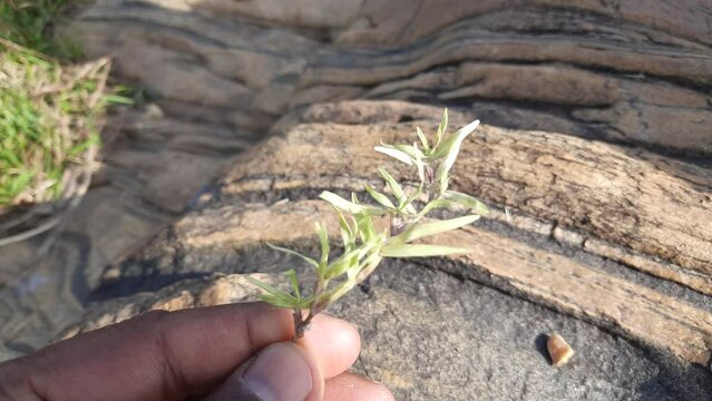 White Cynodon dactylon grass. Its  other names Bermuda,&nbsp;Dhoob,&nbsp;durva,&nbsp;ethana ,&nbsp;dubo,&nbsp;dog's tooth ,Bahama ,&nbsp;devil's grass,&nbsp;couch grass,&nbsp;Indian&nbsp;doab,&nbsp;arugampul,&nbsp;grama,&nbsp;wiregrass&nbsp;and&nbsp;scutch grass.
