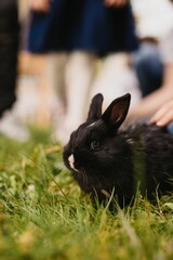 Vertical closeup of a cute black bunny being pet