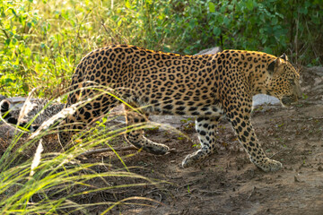 wild female leopard or panther or panthera pardus side profile walking in winter evening forest safari at jhalana leopard reserve jaipur rajasthan india asia