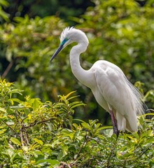 Great white egret resting on green tree