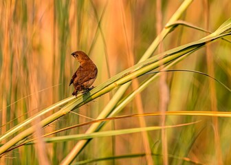 Closeup of scaly-breasted munia perching on plant stem isolated in blurred background