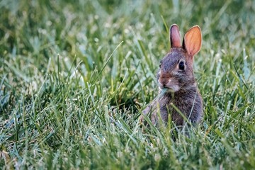 Naklejka na ściany i meble Closeup shot of a cute bunny in the grass