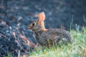 Closeup shot of a cute bunny in the grass