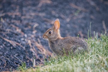 Closeup shot of a cute bunny in the grass