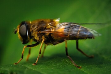 Selective focus shot of a bee on a leaf