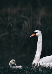 Fototapeta premium Swanling with its mother