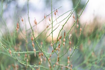 Lovely tree with blue palo verde bean pods growing on its green branches in the countryside